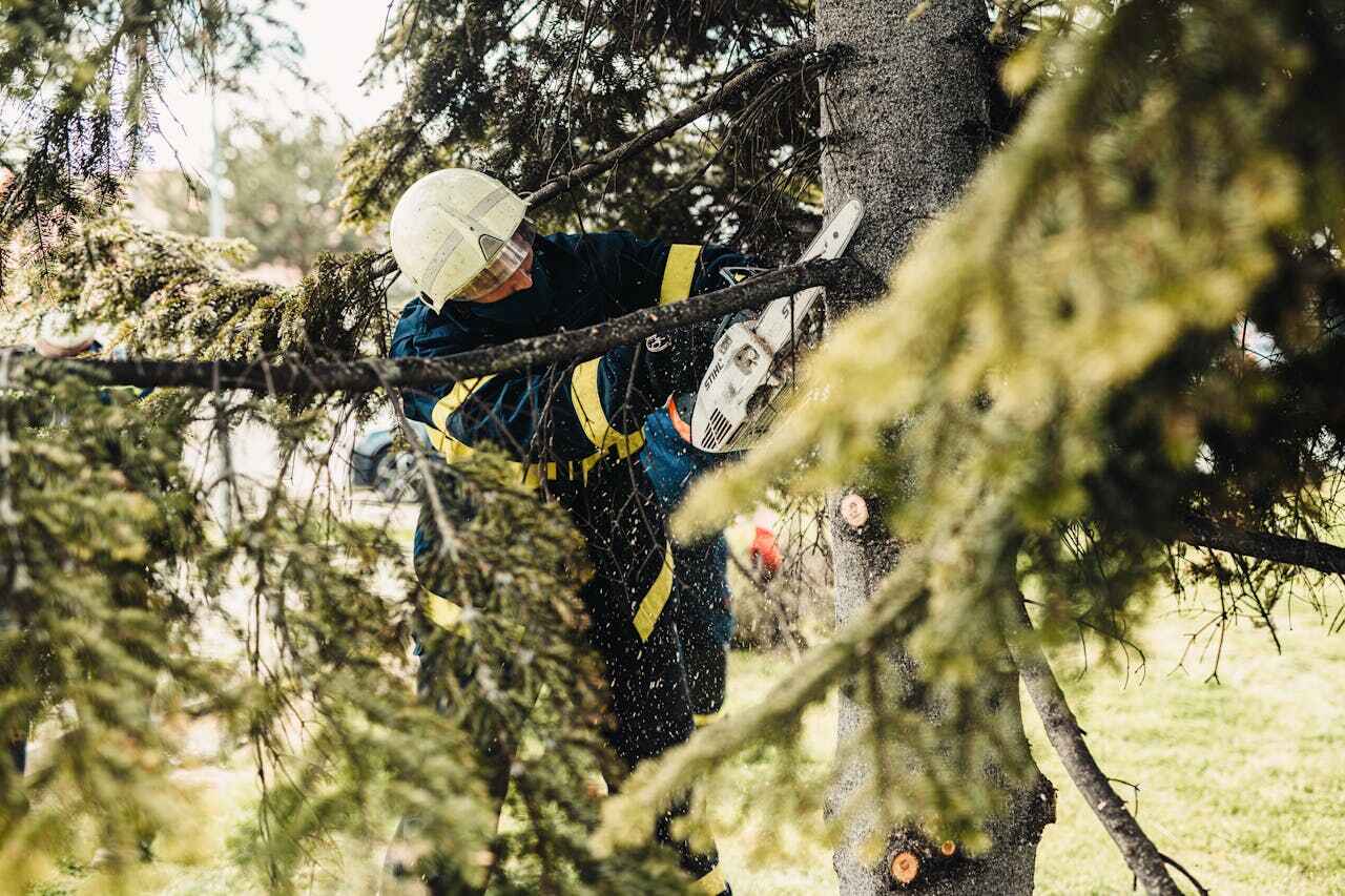 The Steps Involved in Our Tree Care Process in Litchfield, MN